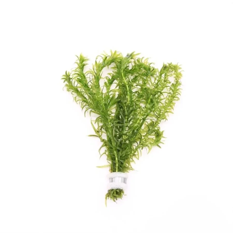 Elodea Densa (waterpest)