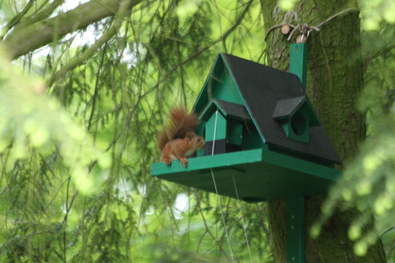 eekhoorn nestkast met voederlift
