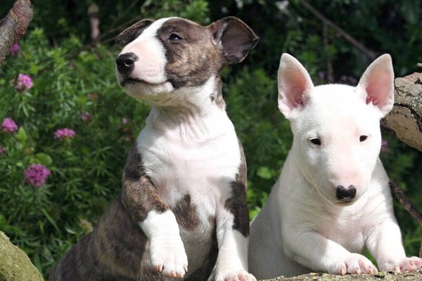 Amazing Bull-terrier puppies