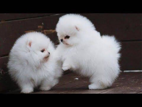 Gorgeous Male and Female Pomeranian puppies