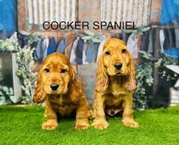 Cocker Spaniel