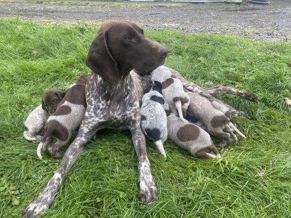 German Shorthaired Pointer
