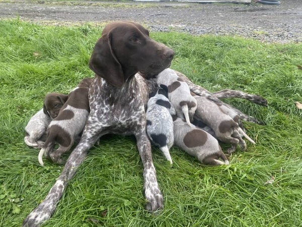 German Shorthaired Pointer (GSP)