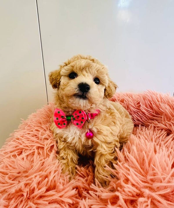 Adorable poochon puppy