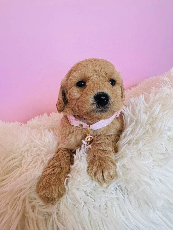 Simply beautiful toy spoodle pups!!!