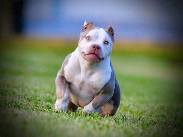 Purebred health American bully puppies for adoption