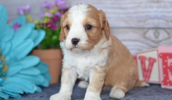 Registered Cavapoo Puppies