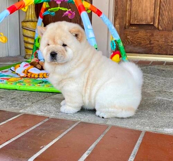 Exquisite chow chow puppies ready now to leave