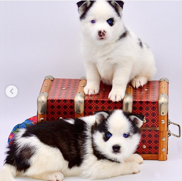 Gorgeous Pomsky puppies