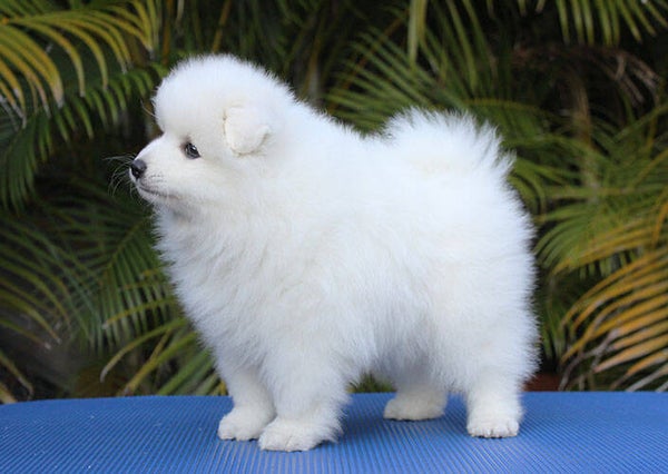 Purebred Japanese Spitz Puppies