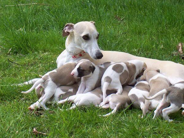 Affectionate Whippet puppies for good homes