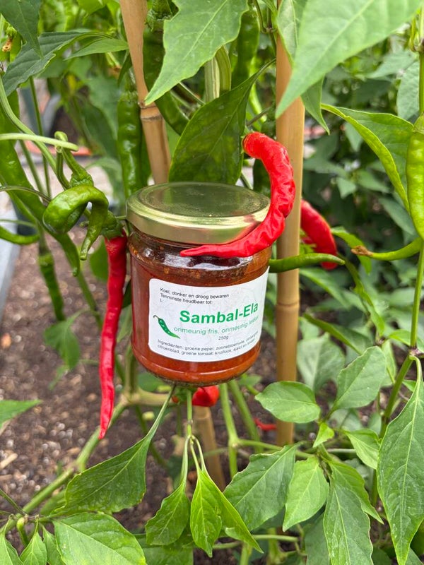 Sambal van Ela – Huisgemaakt met Liefde uit Eigen Tuin