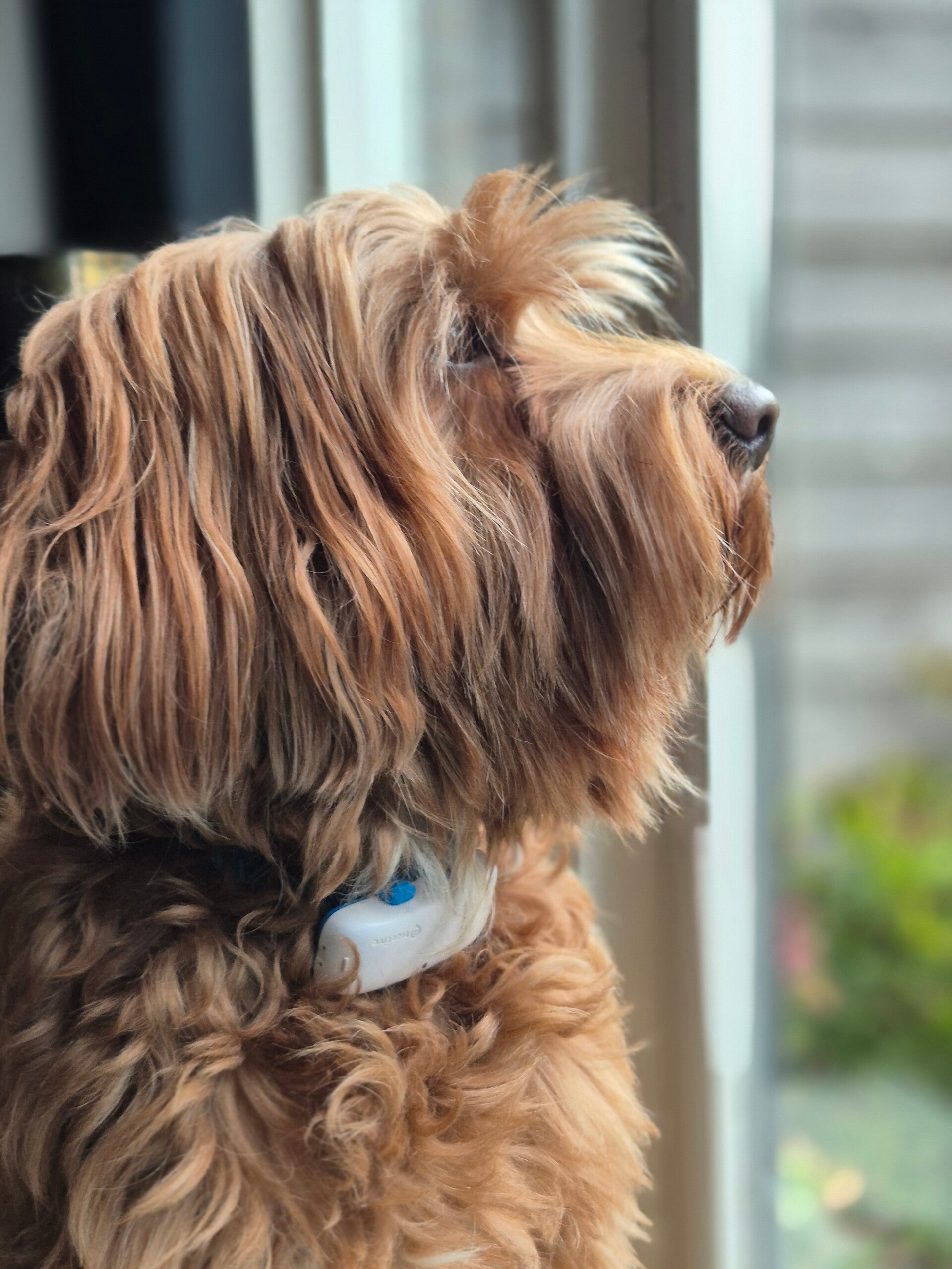 Rosso is mijn buddy, altijd dichtbij. Zijn rust, vrolijkheid en trouw herinneren me elke dag aan wat echt belangrijk is: werken vanuit verbinding, vertrouwen en gevoel.
