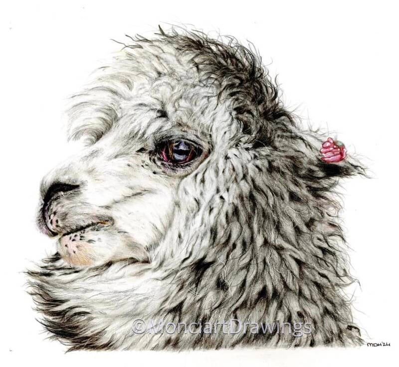 Alpaca tekening gemaakt met kleurpotloden faber castell polychromos