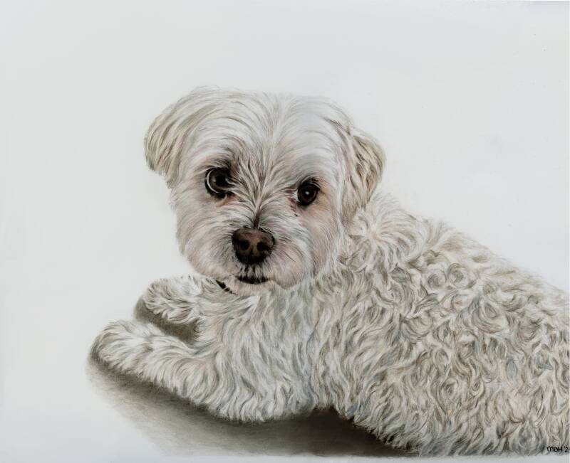 tekening van Jip de maltezer