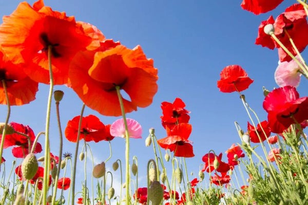MARIE - Fleurs -
