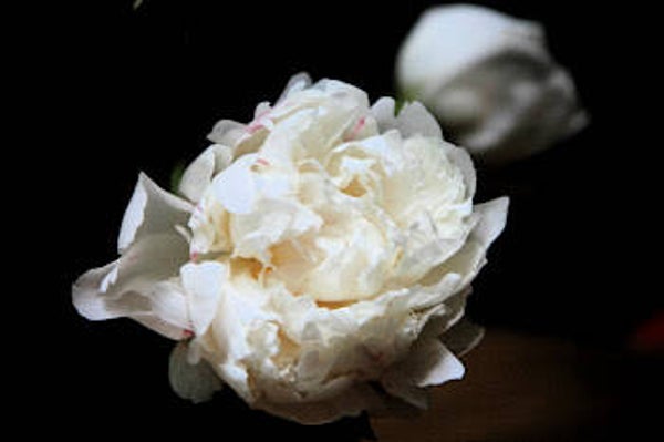 ELODIE- Pivoine -