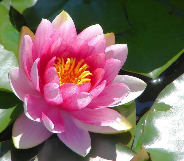 PAULINE - Fleur de lotus