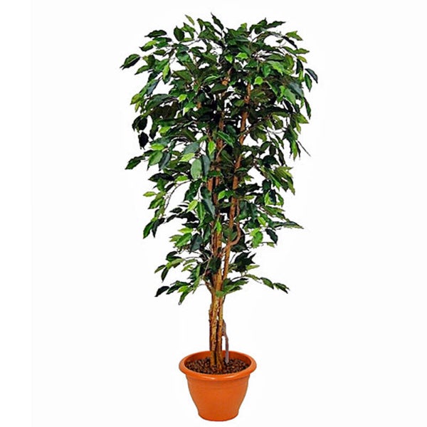 Plant Ficus 150 cm