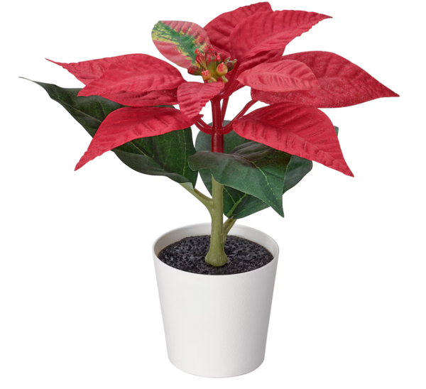 Kerstster rood, 15 cm