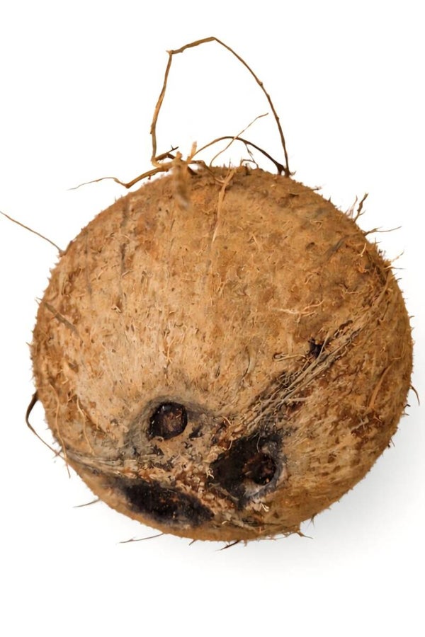 Kokosnoot per stuk