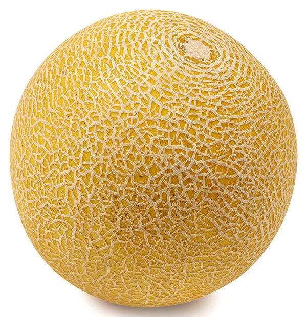Galia meloen per stuk