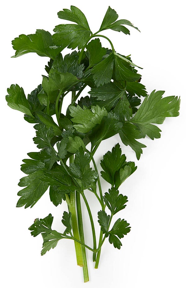 Platte peterselie per bos