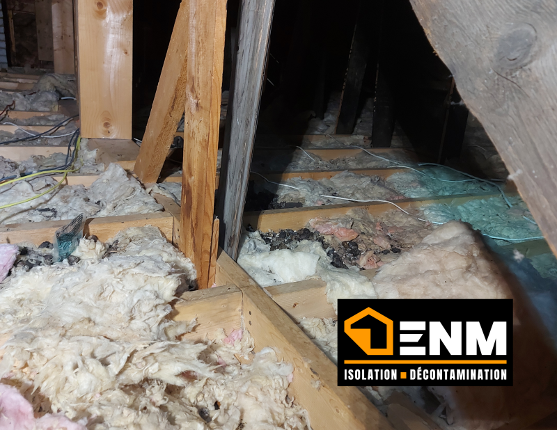 Décontamination d'un grenier après une infestation