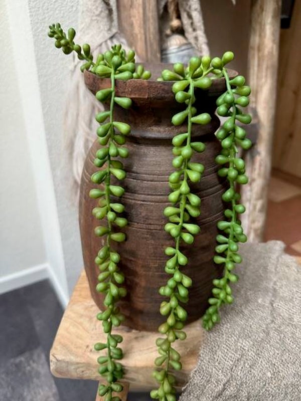 2004, Senecio hanger(erwten) 70cm