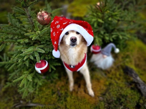 Shooting XMAS Zauberwald