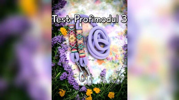 Test Profi Modul 3 - November Videoanleitung