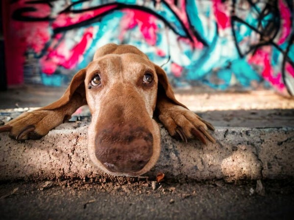 Graffitishooting Hafen Linz