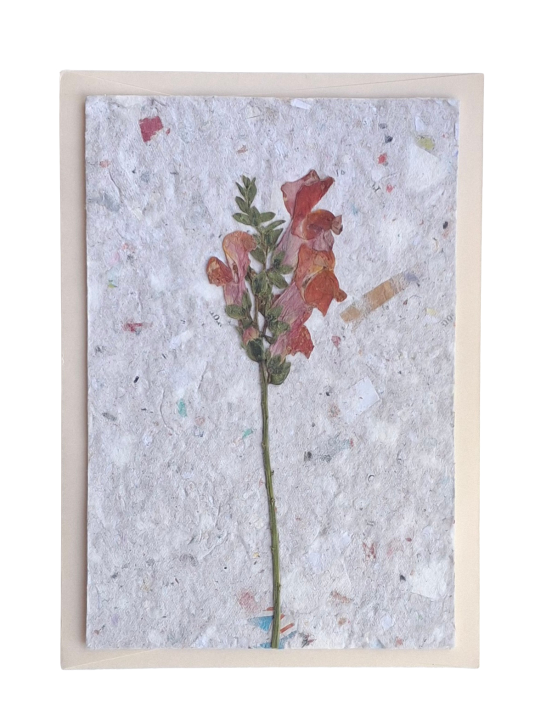 Kaart Antirrhinum