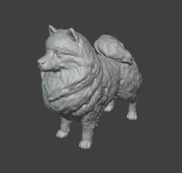 Spitz loup N°1 1/16 / Keeshond N°1 1/16