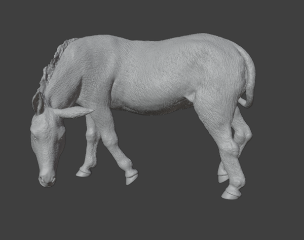 Âne N°1  / Donkey N°1