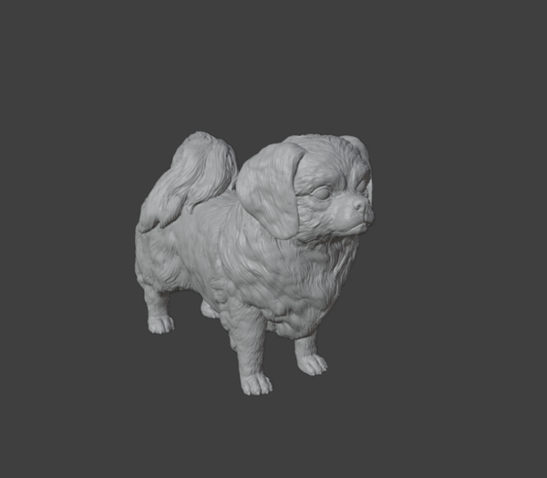 Épagneul tibétain 01 /  Tibetan spaniel 01