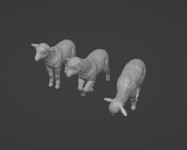 Agneaux set /Lamb set