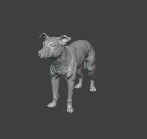New zealand sheepdog