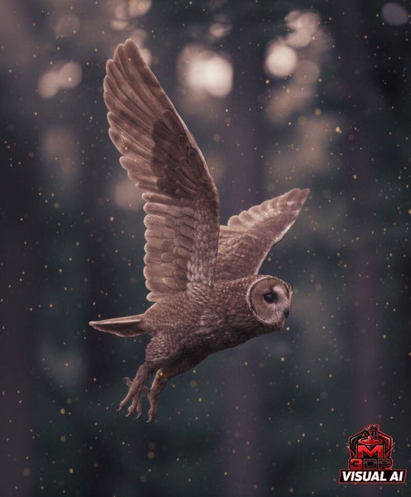 Chouette hulotte N°2/ tawny owl N°2