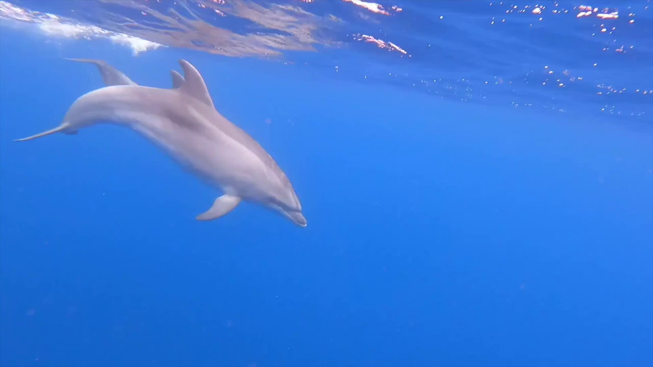 Beneath the surface of the ocean in Tenerife, a dolphin glides elegantly through the blue… moments that will last forever.