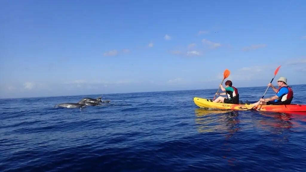 When dolphins jump in front of your kayak… you know you're experiencing something truly unique.