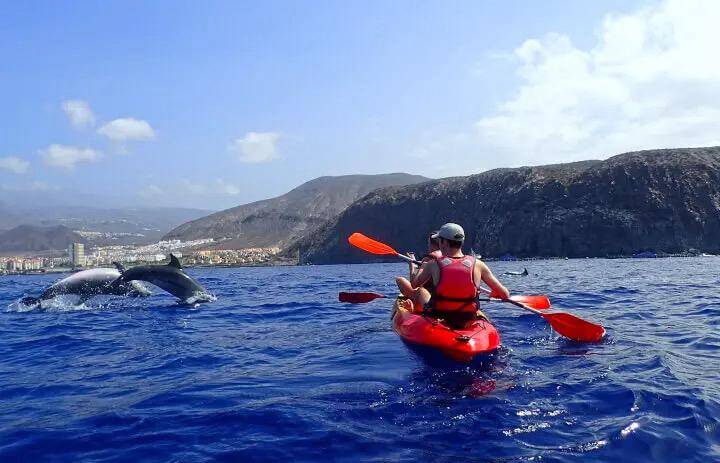 Pods of dolphins dancing in the waves… and you there, a few meters away, experiencing the magic.