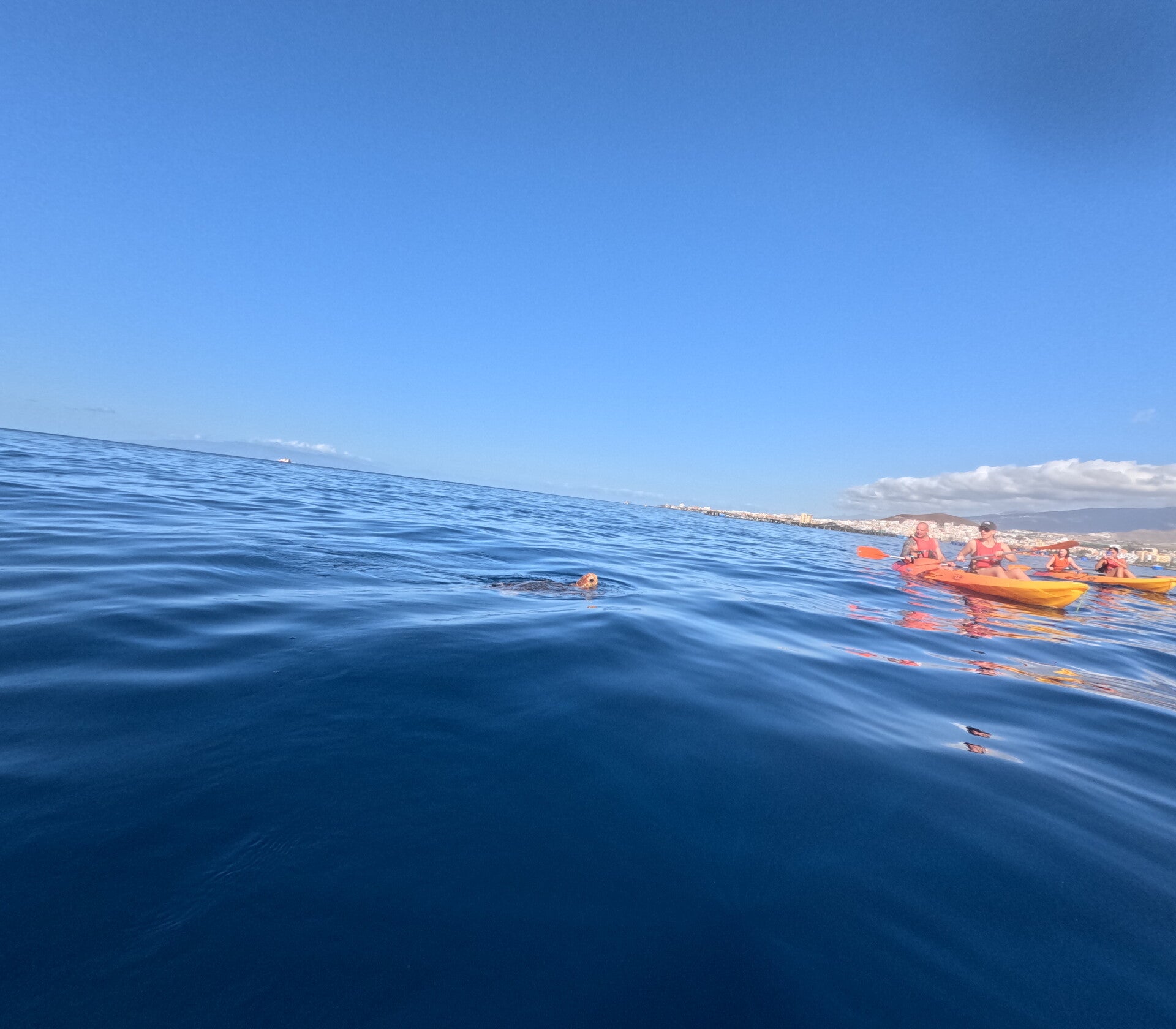 Kayak Tenerife excursion where customers see a turtle