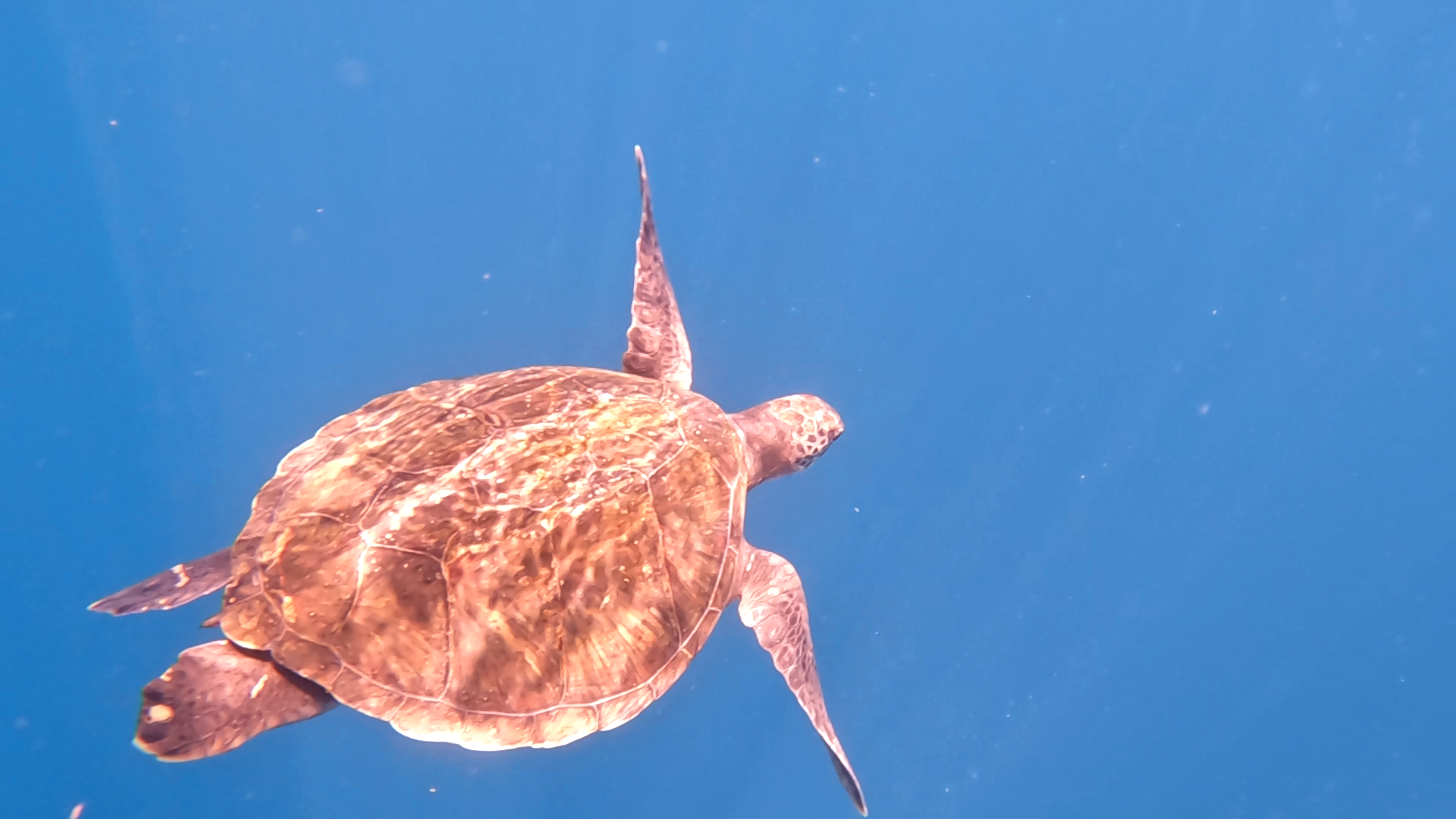 sea ​​turtle swimming in the waters of turtle bay in tenerife
