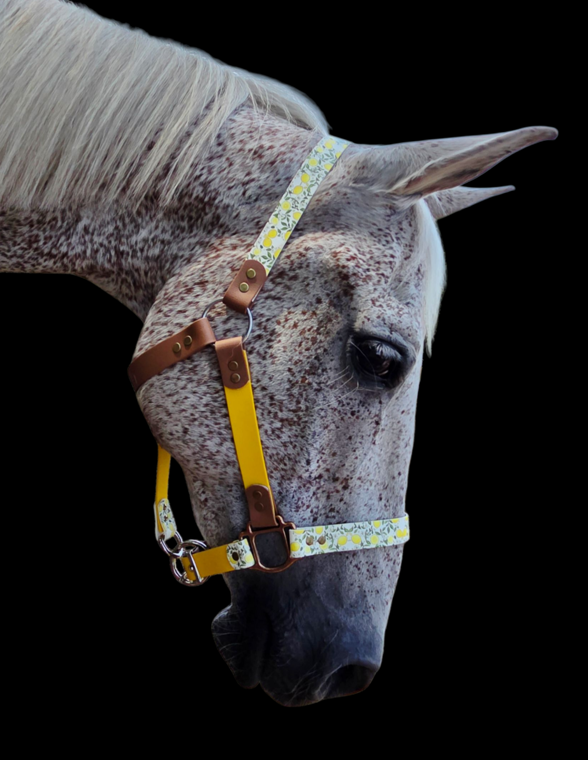 Lee Vail avec son beau licol