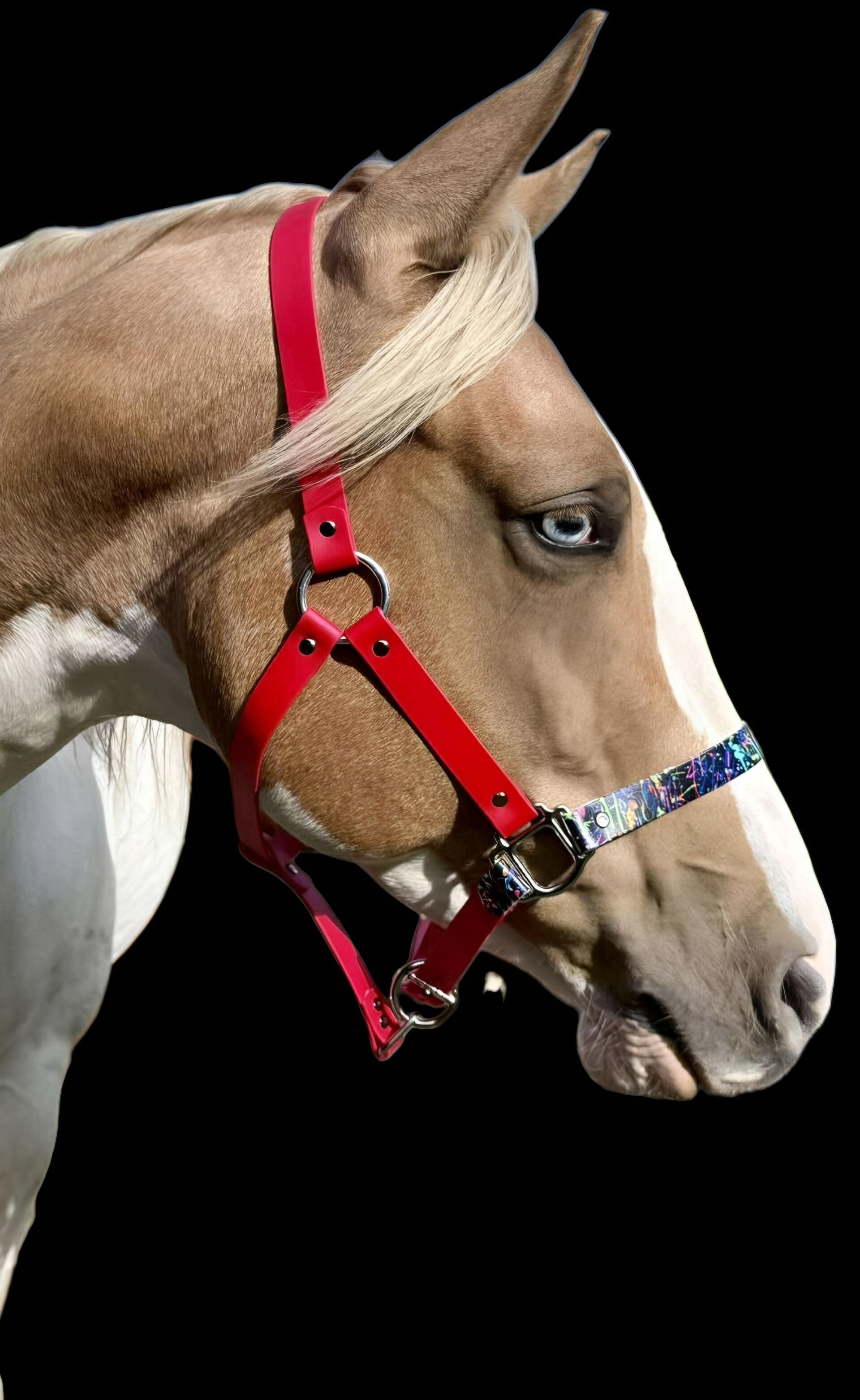 Licol rouge avec muserole en motif