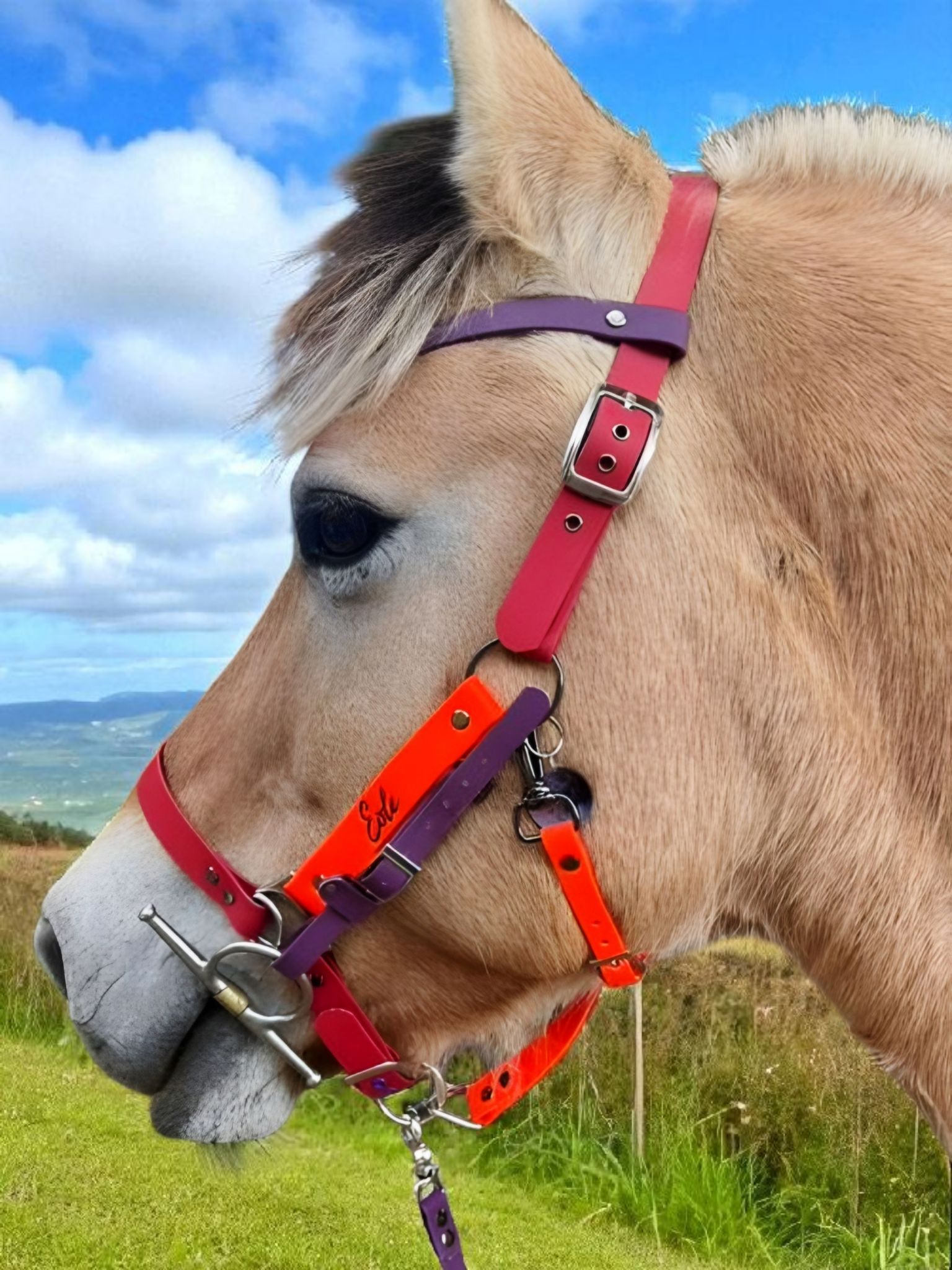 Bridon 3 en 1 en biothane