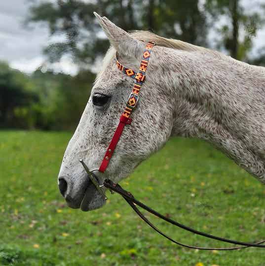 Bridon western 1 oreille en biothane