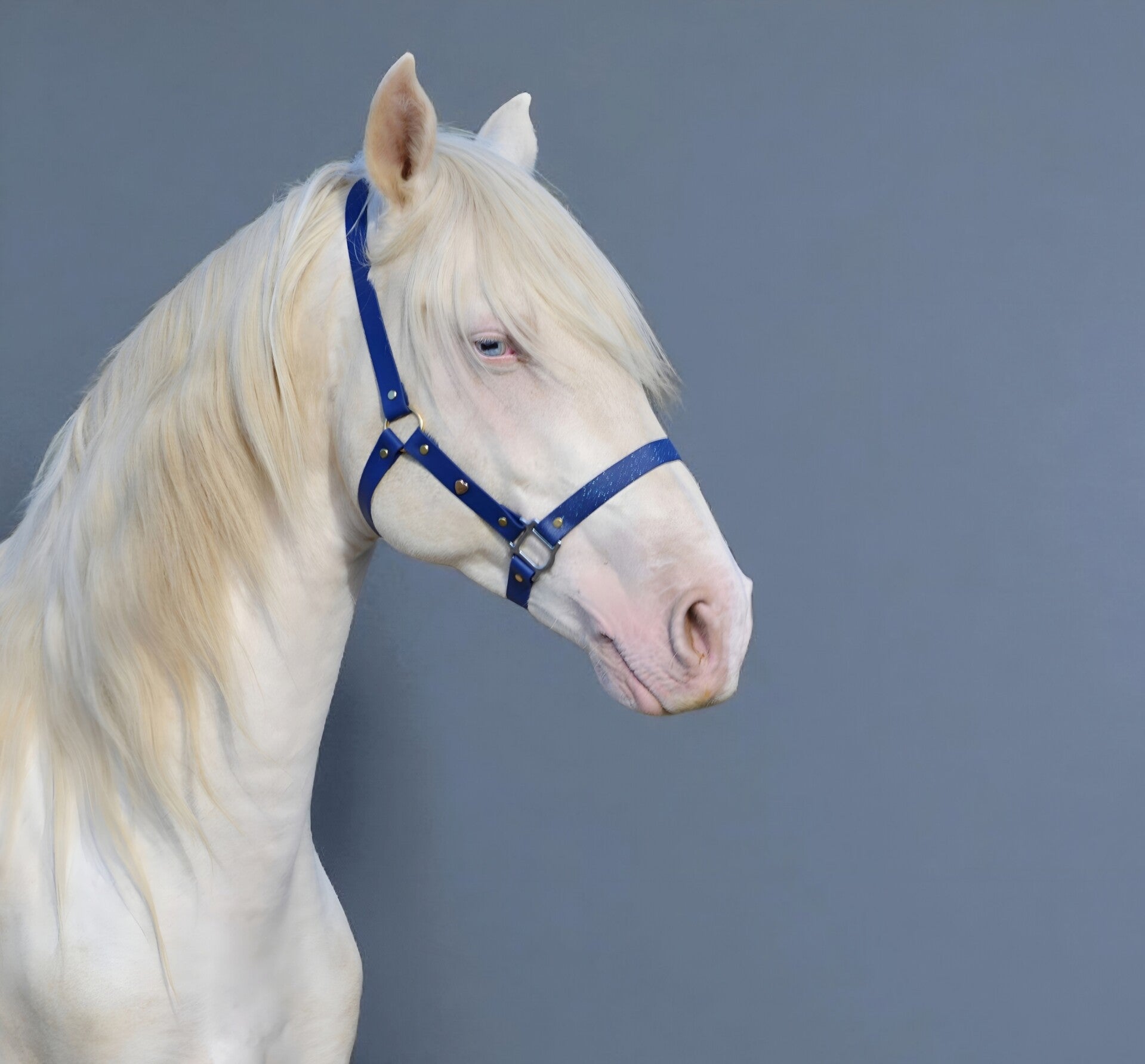 Licol navy bleu taille COB