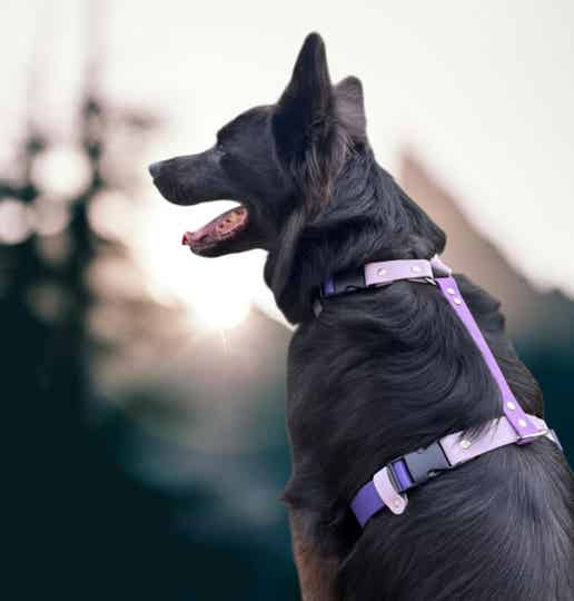 🐾 Harnais pour chien en Biothane – Résistant, Stylé et Confortable